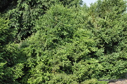 Buxus x 'Green Velvet' — photo 1